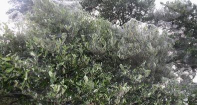 Sema analisa caso das aranhas na Lagoa da Jansen