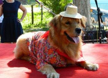 6 dicas para levar seu cão nas festas juninas