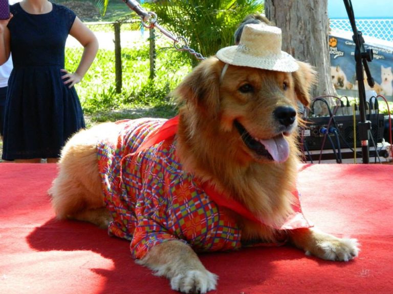 6 dicas para levar seu cão nas festas juninas