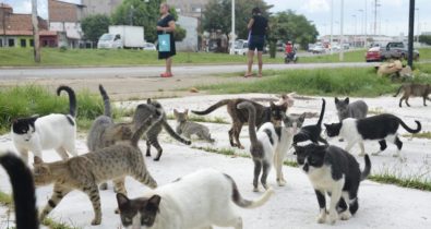 Situação de animais abandonados coloca em risco saúde pública