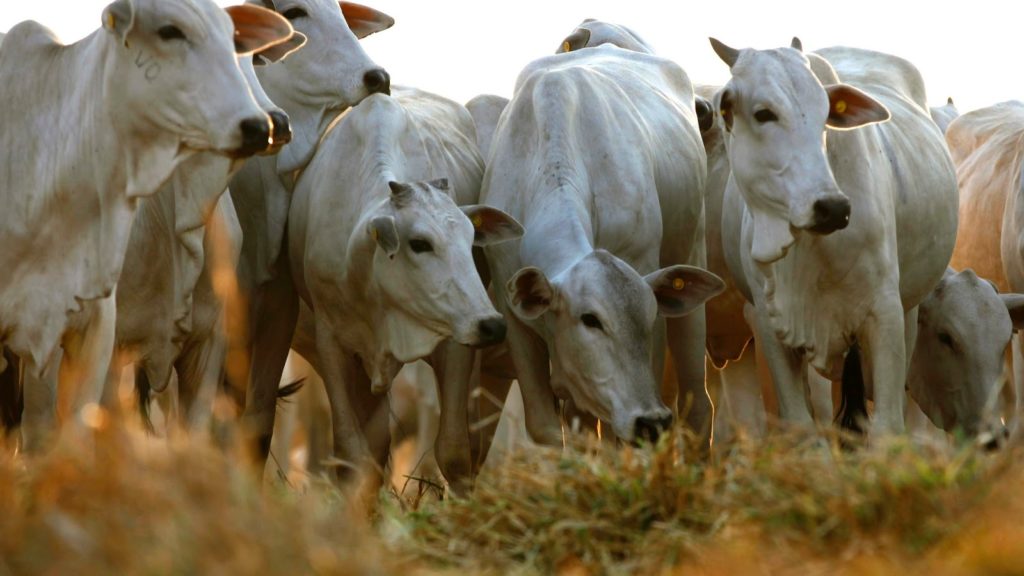 Foram ao todo 7.530.569 bovinos e bubalinos vacinados em em 90.709 propriedades.