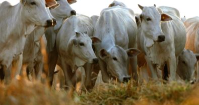 Maranhão inicia segunda etapa de vacinação contra febre aftosa em bovinos e bubalinos