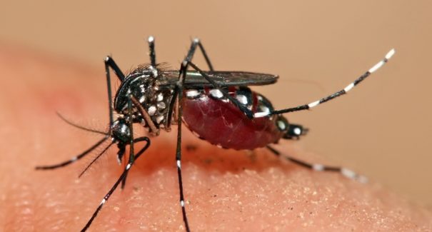 Pesquisa indica risco de febre amarela nos centros urbanos