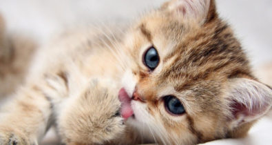 8 coisas que você precisa saber antes de adotar um gato