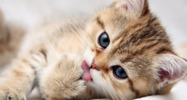8 coisas que você precisa saber antes de adotar um gato