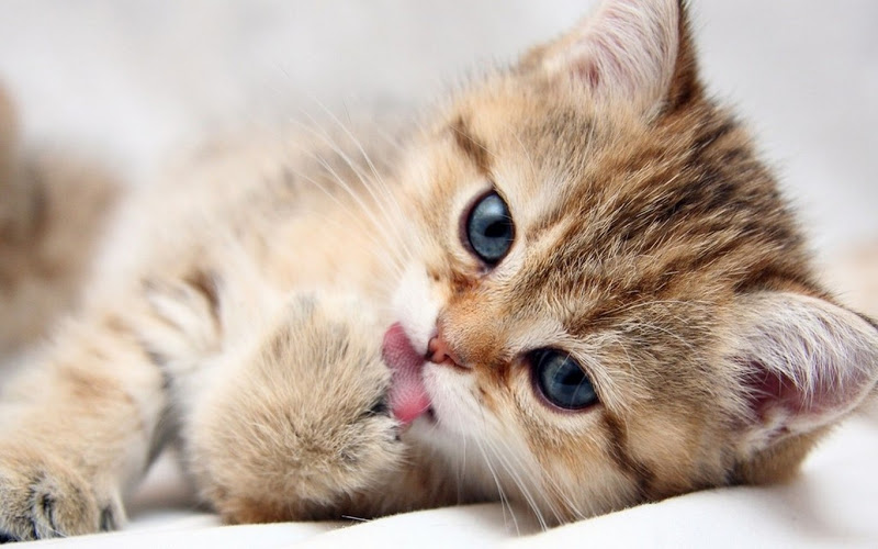 10 coisas que deve saber antes de adotar um gato