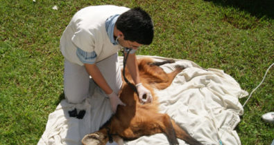 Ministério da Agricultura abre seletivo para veterinários com vagas no MA