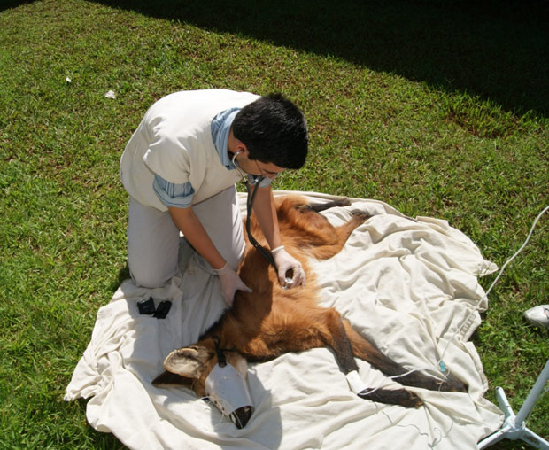 Ministério da Agricultura abre seletivo para veterinários com vagas no MA