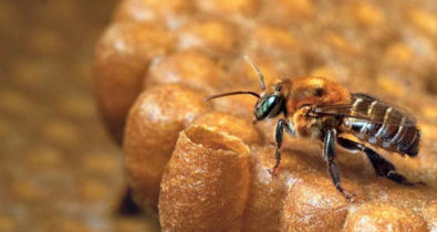 Estudo busca qualificar o mel da abelha Tiúba no MA