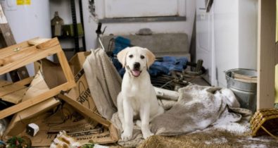 Saiba os riscos de deixar os animais de estimação sozinhos