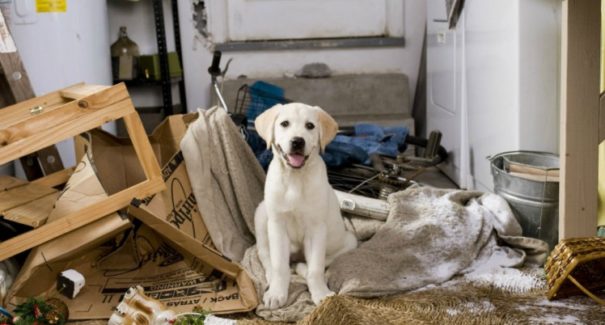 Saiba os riscos de deixar os animais de estimação sozinhos