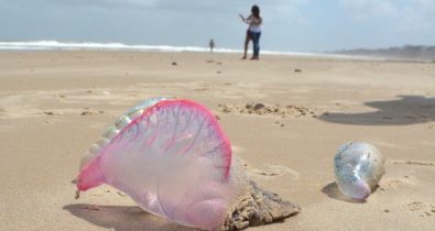 Caravelas queimam banhistas em praias de São Luís