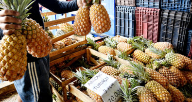 É Tempo de abacaxi. E tem que ser de Turiaçu