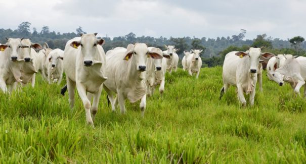 Coleta do Censo Agropecuário 2017 começa em outubro