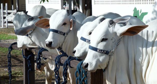 Expoema volta a mobilizar setor agropecuário do Maranhão