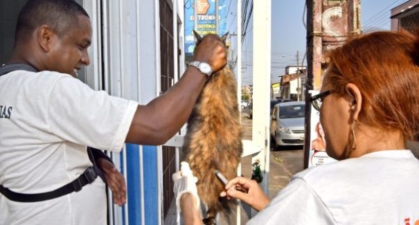 Campanha de vacinação animal acontece até dia 10