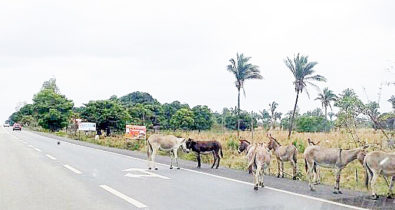 Animais soltos em rodovias provocam graves acidentes