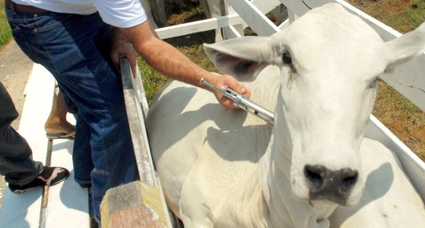 Campanha de vacinação contra febre aftosa é prorrogada até 15 de dezembro