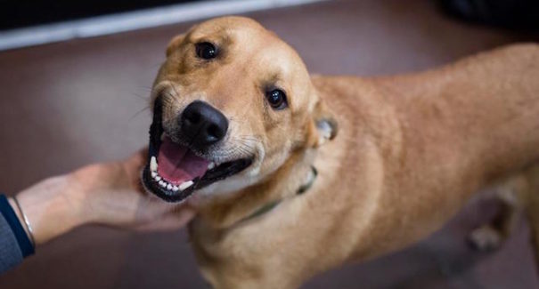 Cachorros e o verão: seis dicas com tudo o que você precisa saber