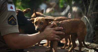 Passo a passo para denunciar maus-tratos a animais