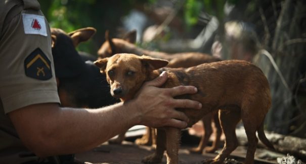 Passo a passo para denunciar maus-tratos a animais