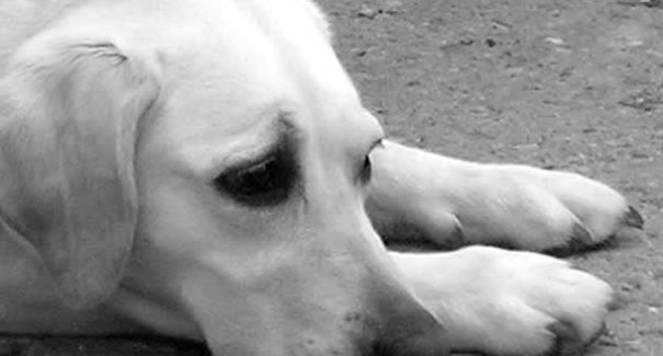 Mulher é presa por maus tratos de cães em São José de Ribamar
