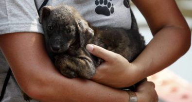 Animais abandonados precisam de resgate seguro