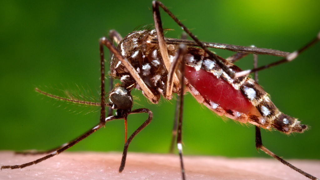 São Luís e mais 106 municípios sob alerta da dengue, zika e chikungunya