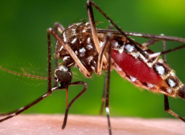 São Luís e mais 106 municípios sob alerta da dengue, zika e chikungunya