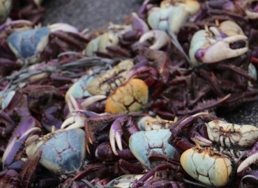 Período defeso: captura do Caranguejo Uçá é proibida no Maranhão