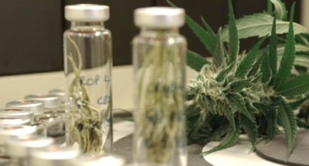 Cannabis é usada em tratamentos de crianças com microcefalia no Maranhão