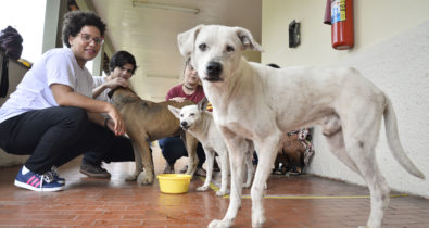 Presença de animais na UFMA gera polêmica