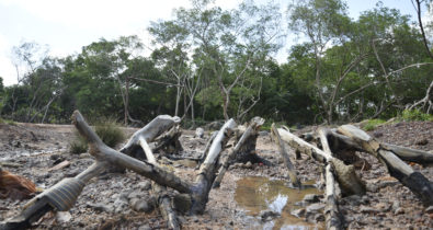 Justiça recomenda proibir novas ocupações na Via Expressa para preservar o manguezal