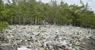 São Luís perde 50% da área de manguezais