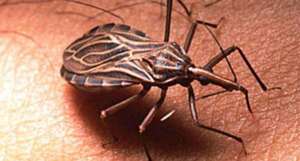 Suco de Bacaba contaminou 19 pessoas com Doença de Chagas no Maranhão