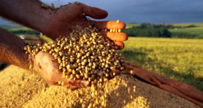 Setor agropecuário é uma das prioridades de governo