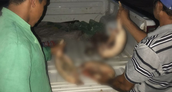 Homem é preso acusado de crime ambiental