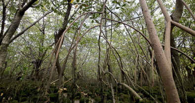 Você sabia? Área de mangue do Maranhão é a maior do Brasil