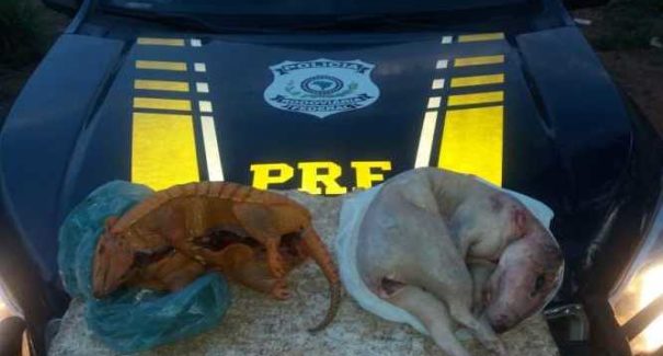 Animais silvestres são encontrados mortos no interior do Maranhão