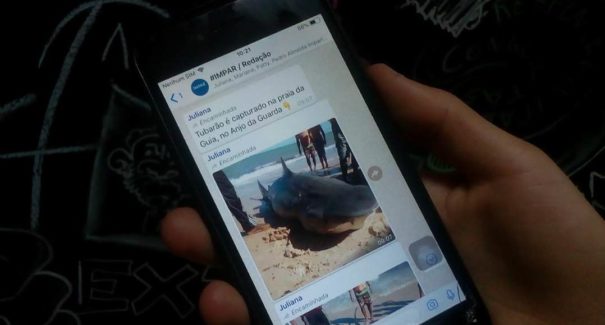 Tubarão foi capturado na Praia do Guia no Anjo da Guarda? Checamos