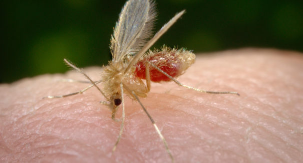 Se não tratada, Leishmaniose Visceral pode matar