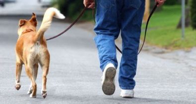 6 cuidados para ter com seu cachorro na hora do passeio