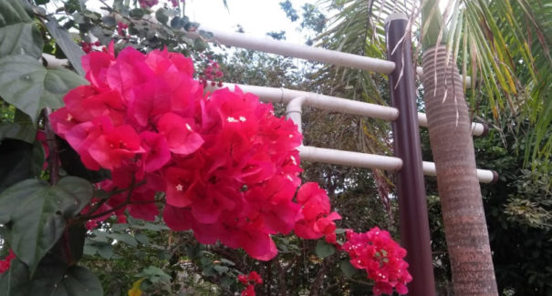 Começa hoje a Primavera no Hemisfério Sul