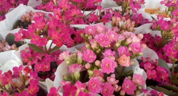 São Luís recebe XI Festival de Flores de Holambra