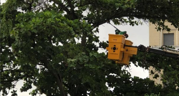 Prefeitura levou ações de paisagismo a cerca de 100 bairros da capital
