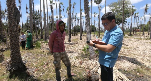 Galeria de fotos: operação flagra trabalho escravo no Maranhão