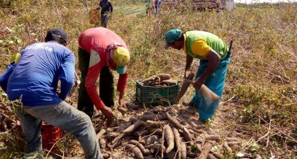 Governo do Maranhão lança Programa Tempo de Semear para agricultores familiares