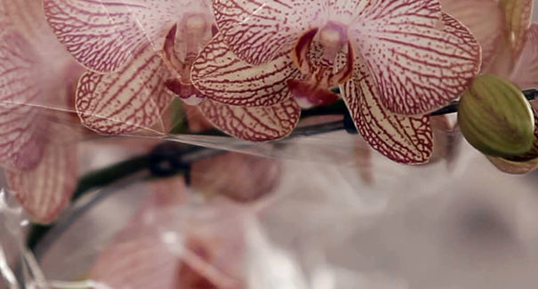 Confira três plantas ideais para colorir a casa na primavera