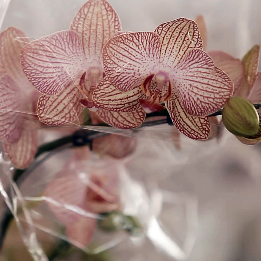 Confira três plantas ideais para colorir a casa na primavera