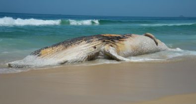 Pesca fantasma ameaça quase 70 mil animais marinhos por dia no Brasil